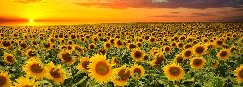 Making sunlight liquid – a brief history of sunflowers