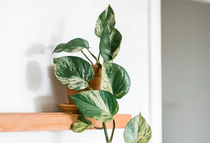 The 7 Best Houseplants for Beginners